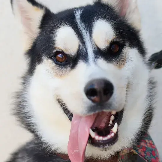 Loubba