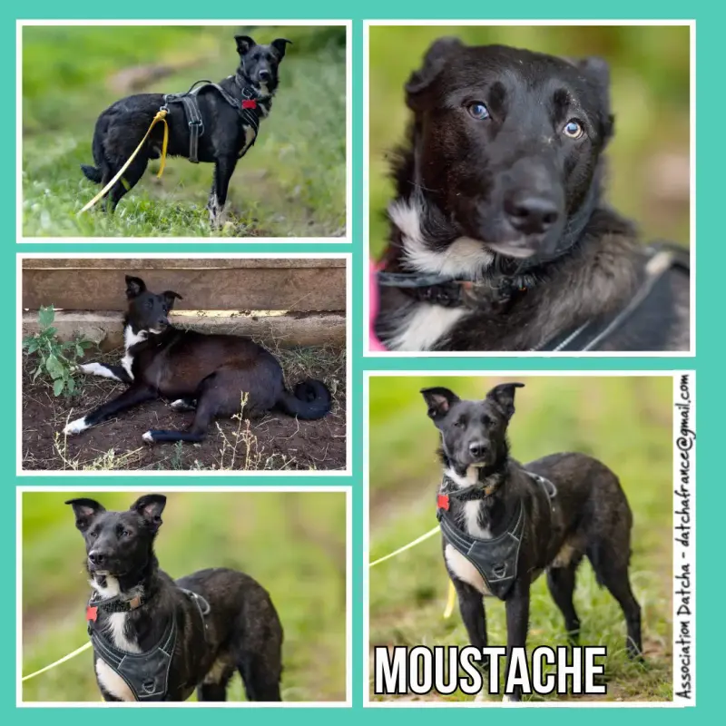 Moustache