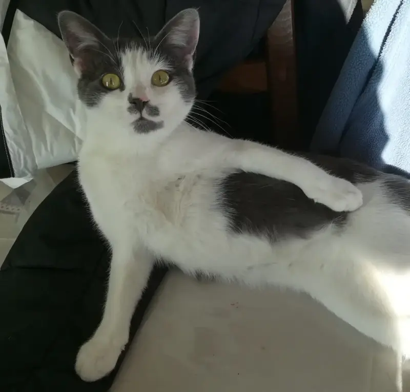 Shoupette
