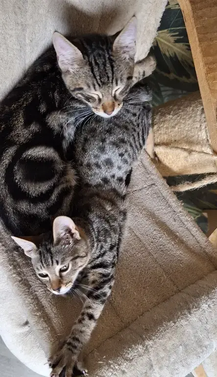 Volga Et Viper