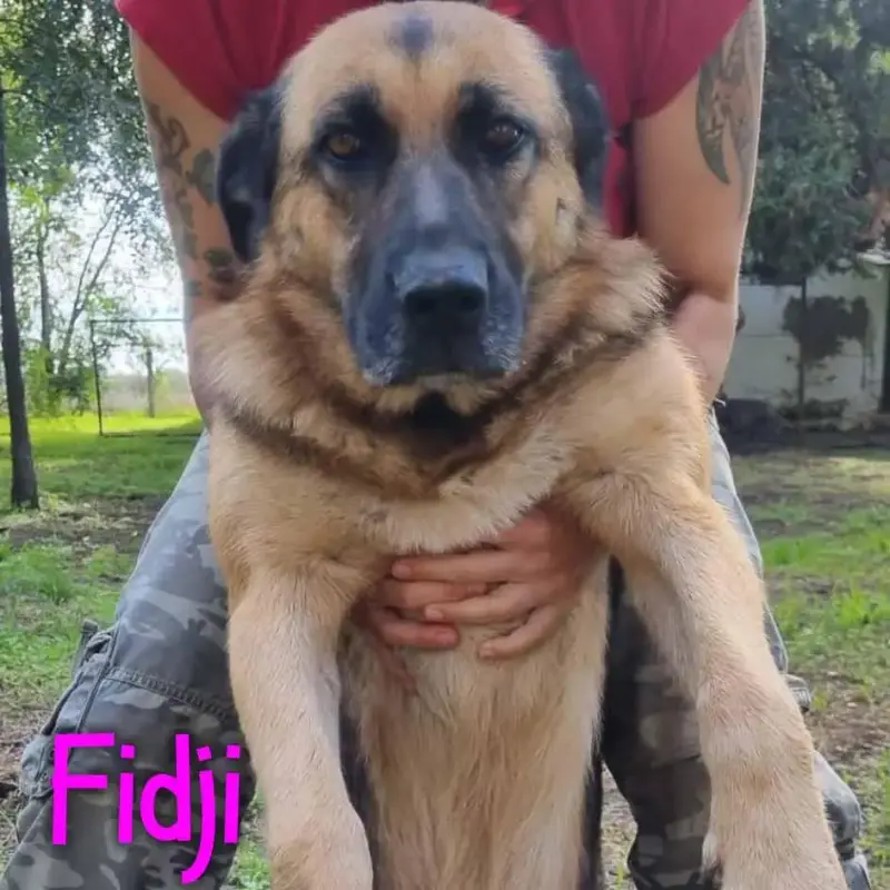 Fidji
