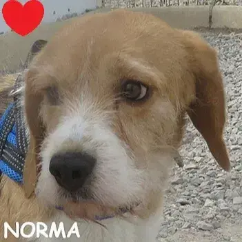 Norma