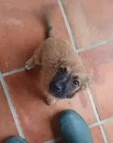 Poukie