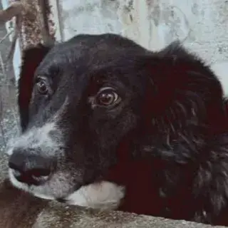 Eduardo
