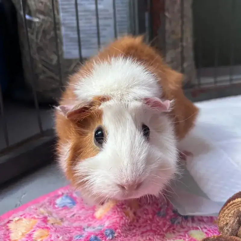 Nala