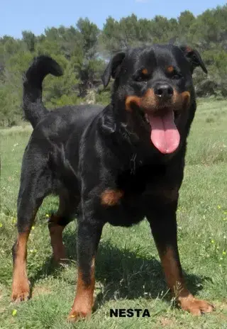 Nesta