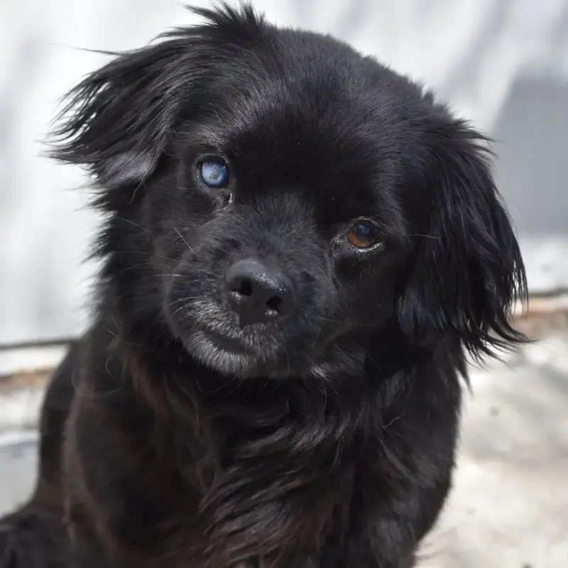 Koda
