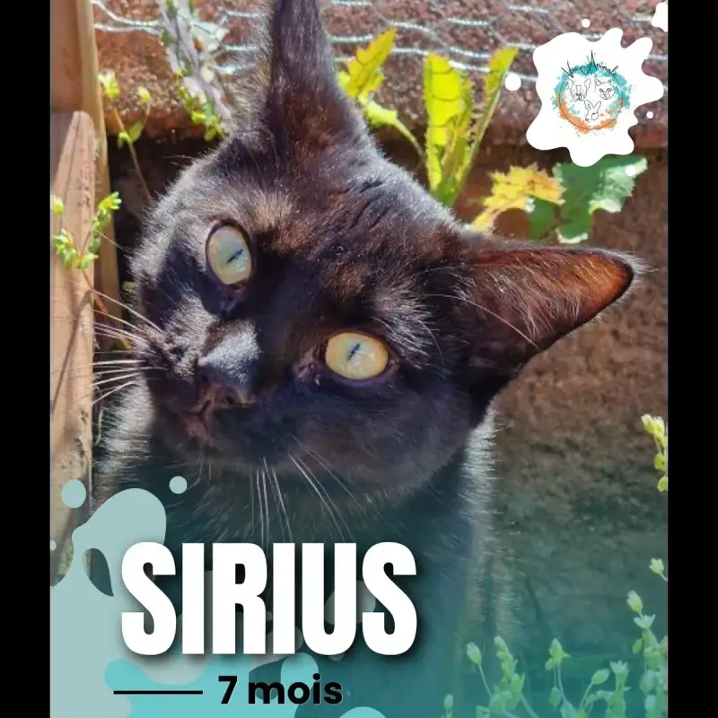 Sirius