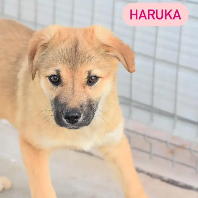 Haruka
