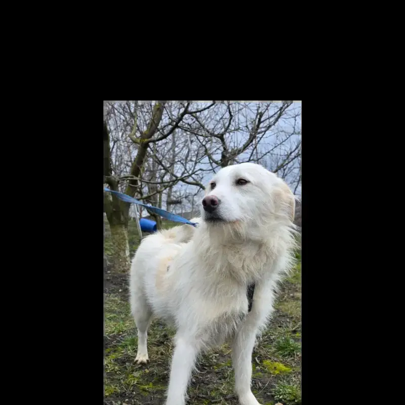 Lassie