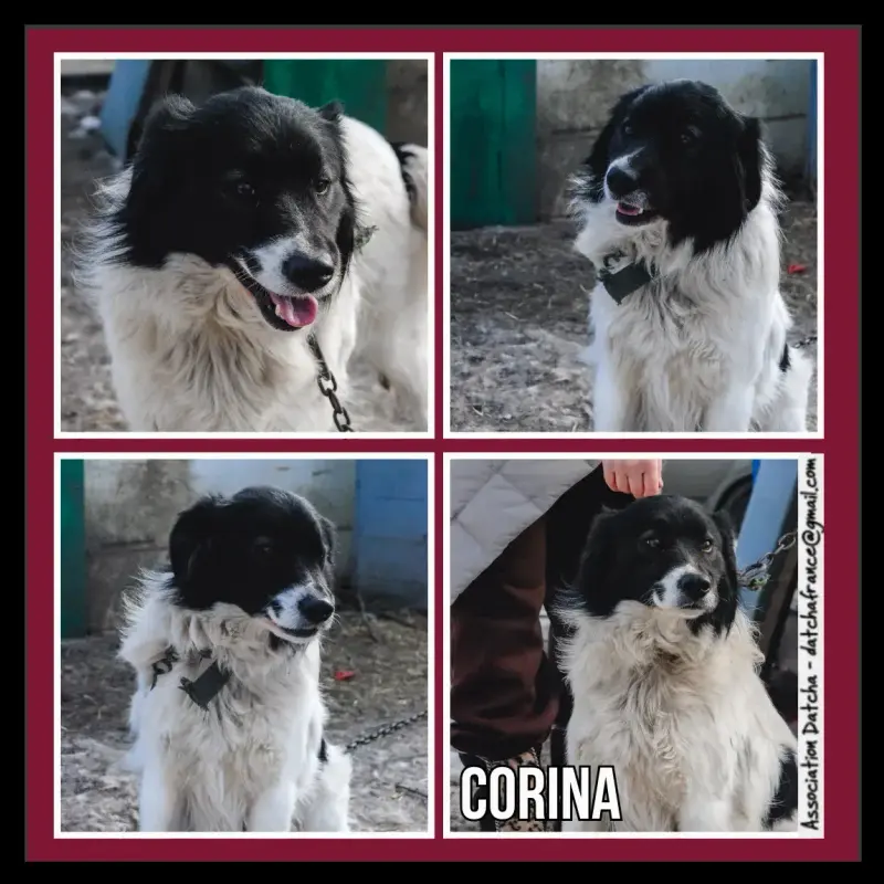 Corina