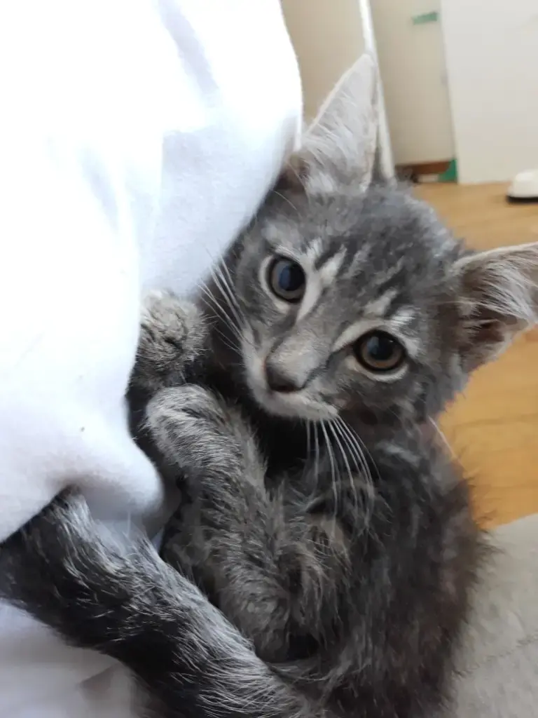 Paolo Chaton Tigré Gris
