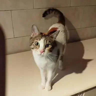 Heidi