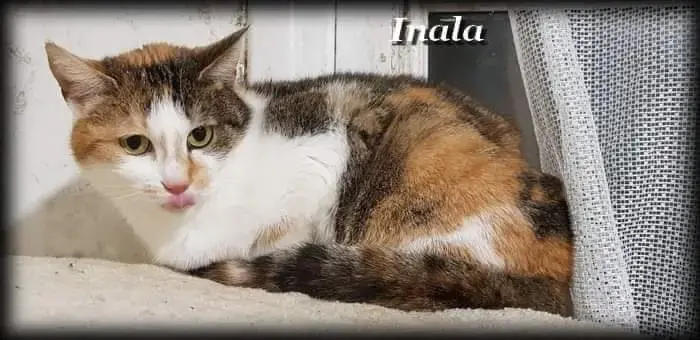 Inala