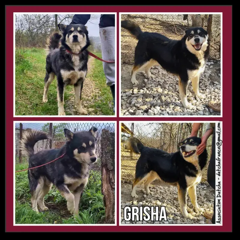 Grisha
