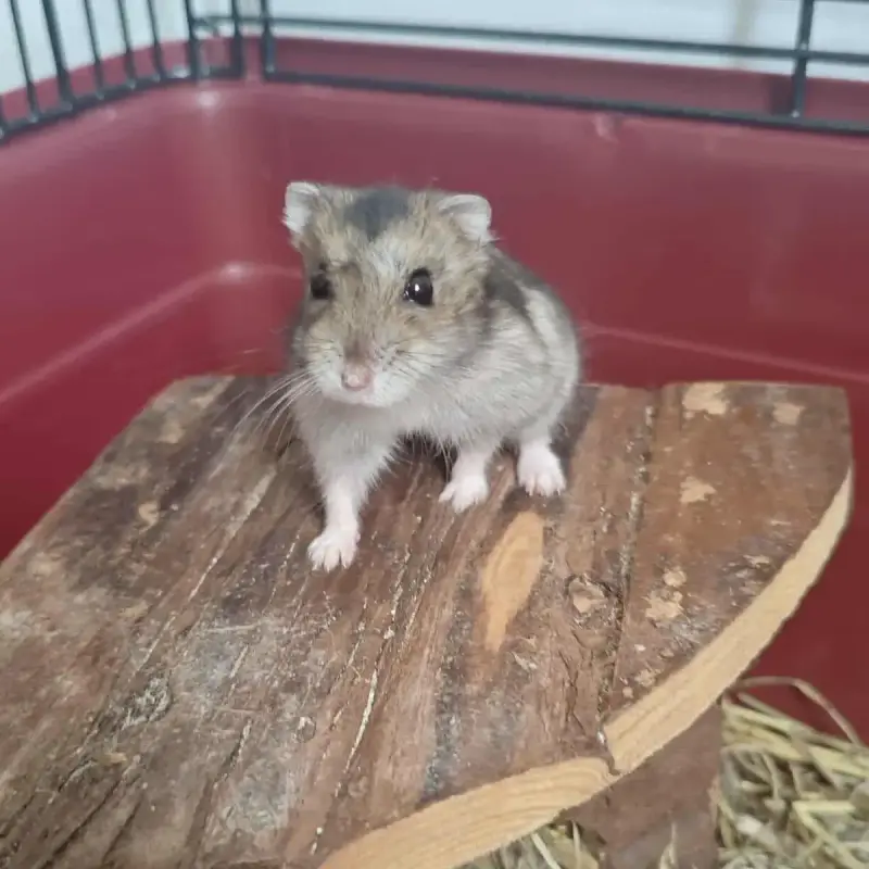 Pawmi