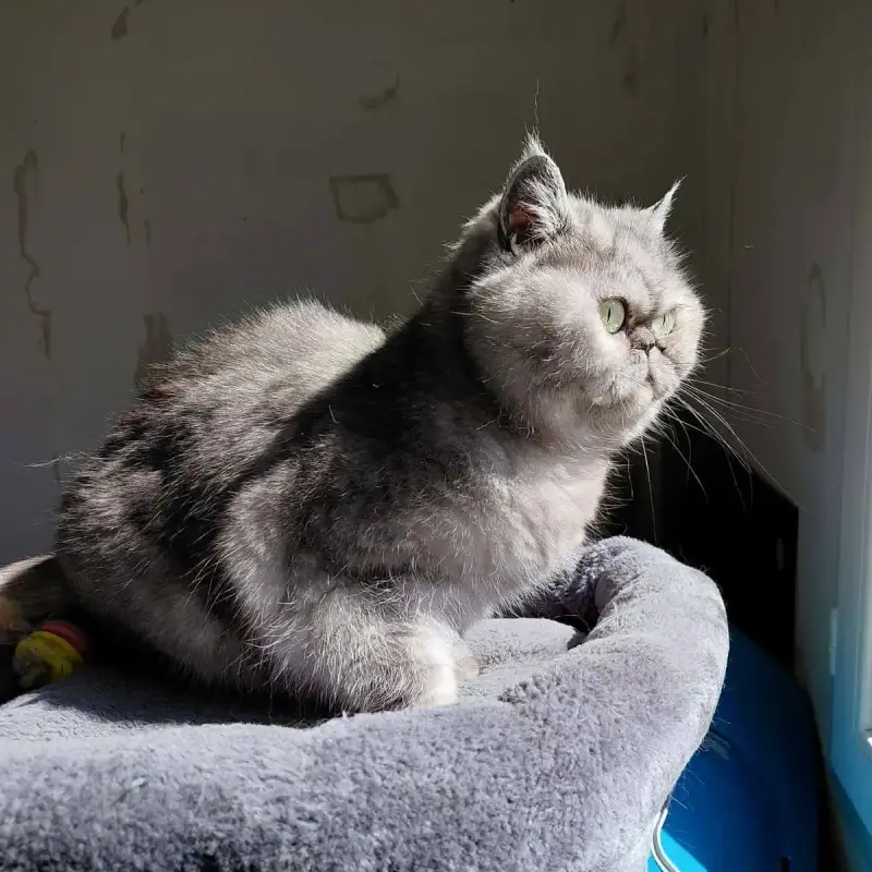 Beauté