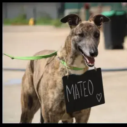 Mateo