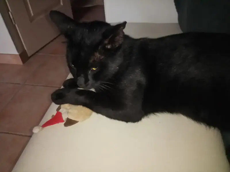 Blackie En Action De Parrainage