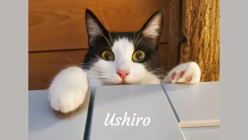 Ushiro