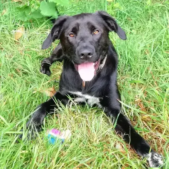 Blacky