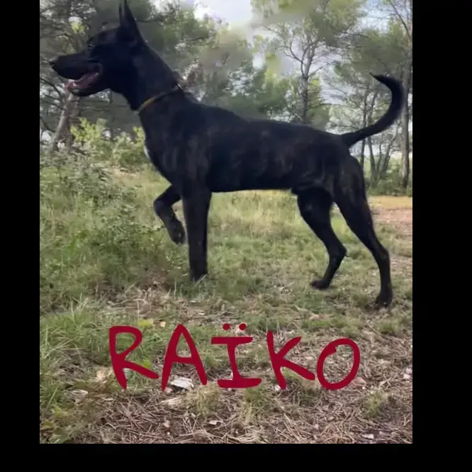 Raiko