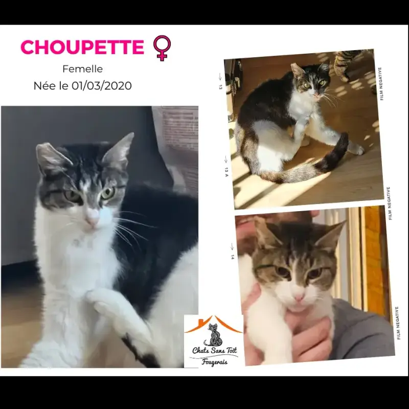 Choupette