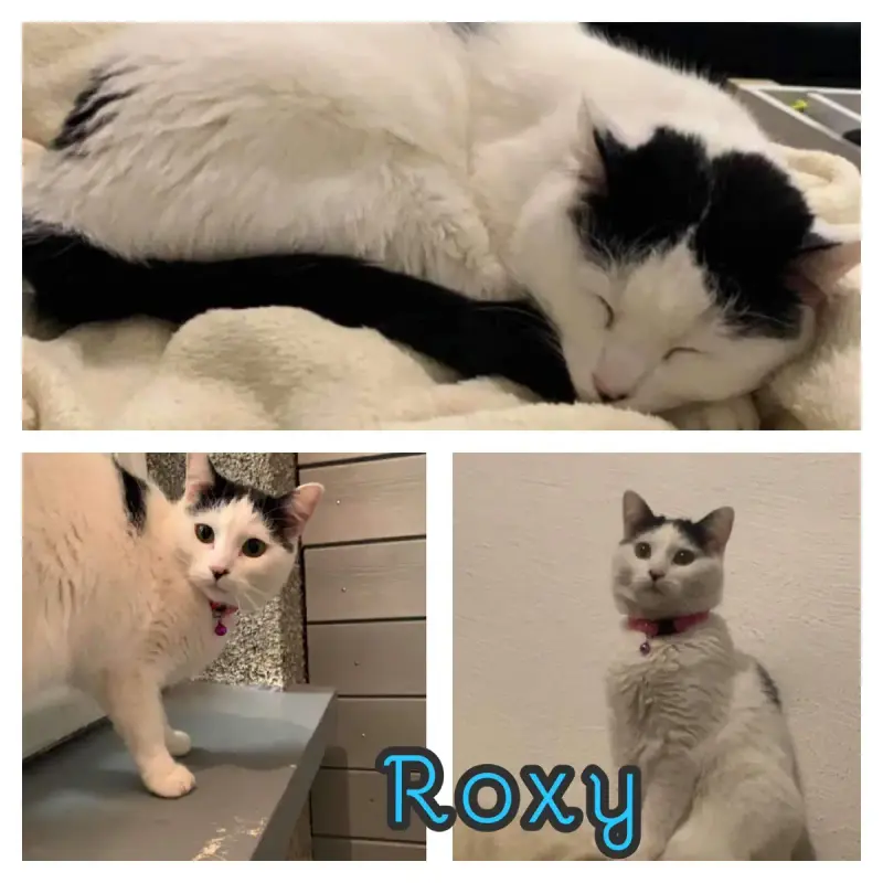 Roxie