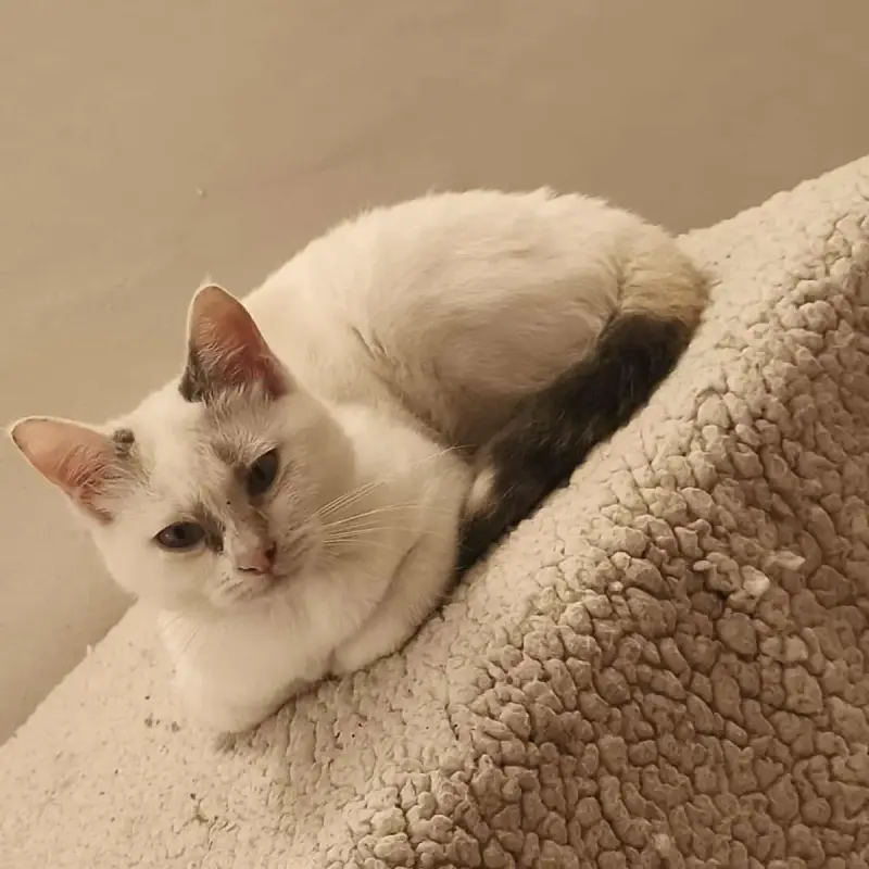 Margot