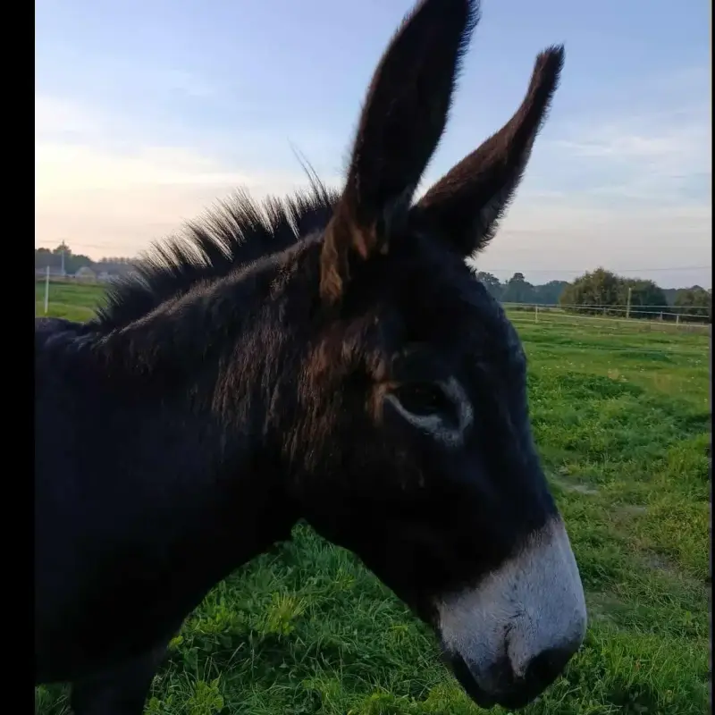 Paco