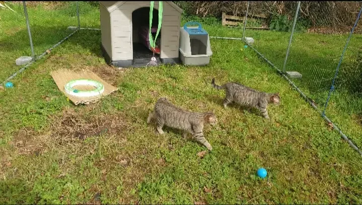 Safari Samba 2 Chats Frères