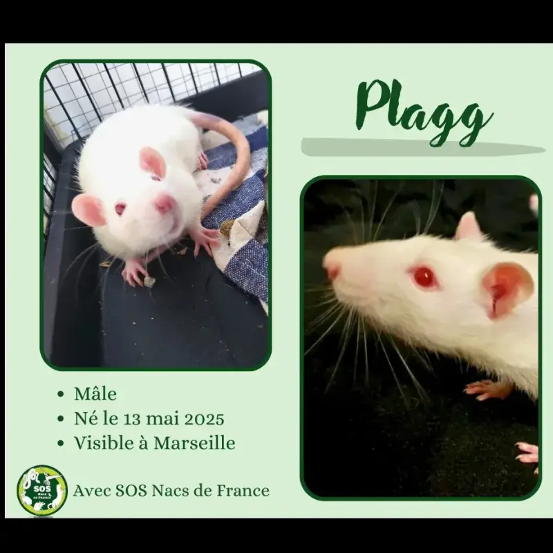 Plagg
