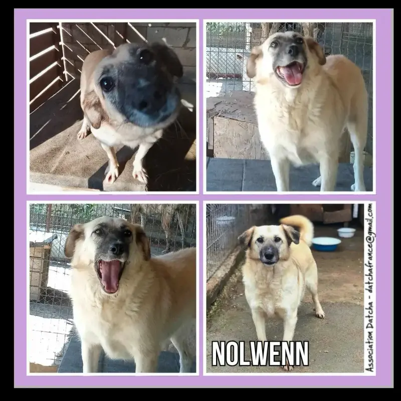 Nolwenn