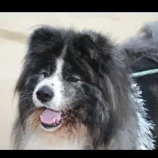 Baloo