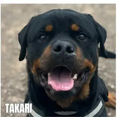 Takari