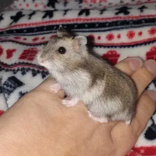 Kiwi