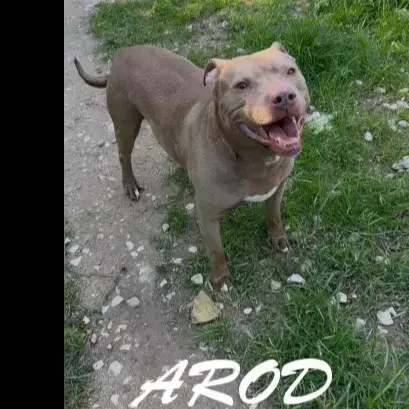 Arod