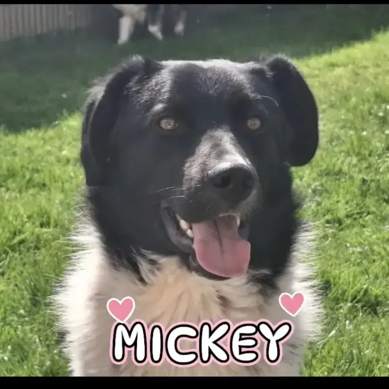Mickey