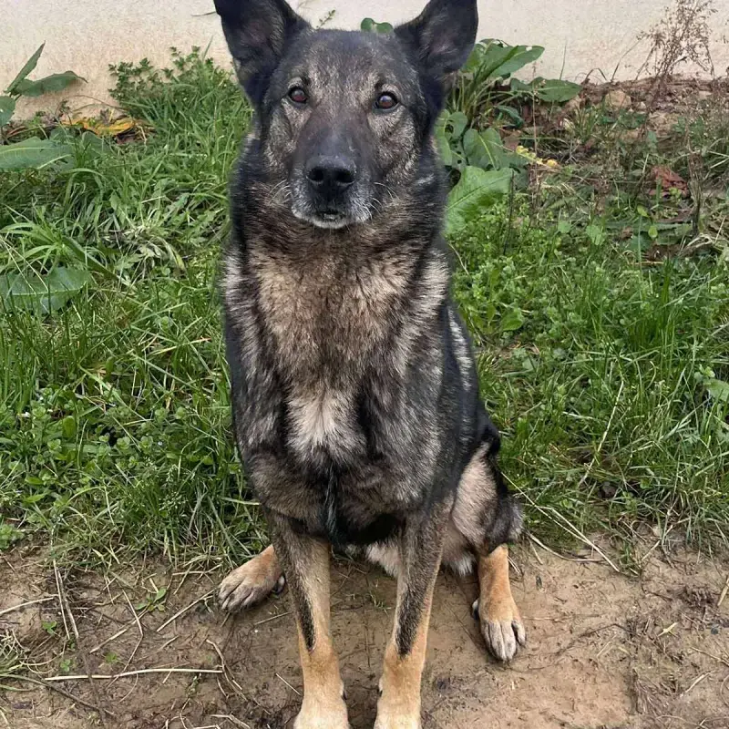 Tyson