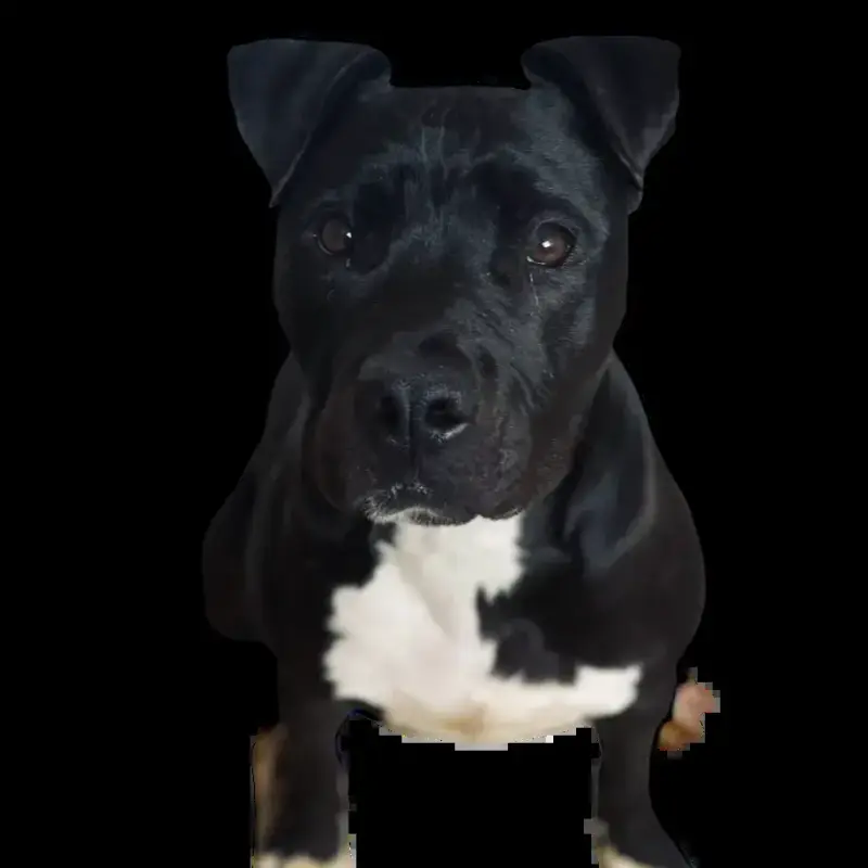 Mia