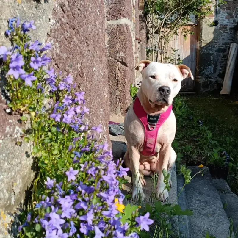 Pixel