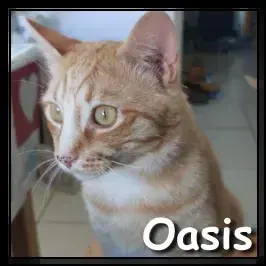 Oasis
