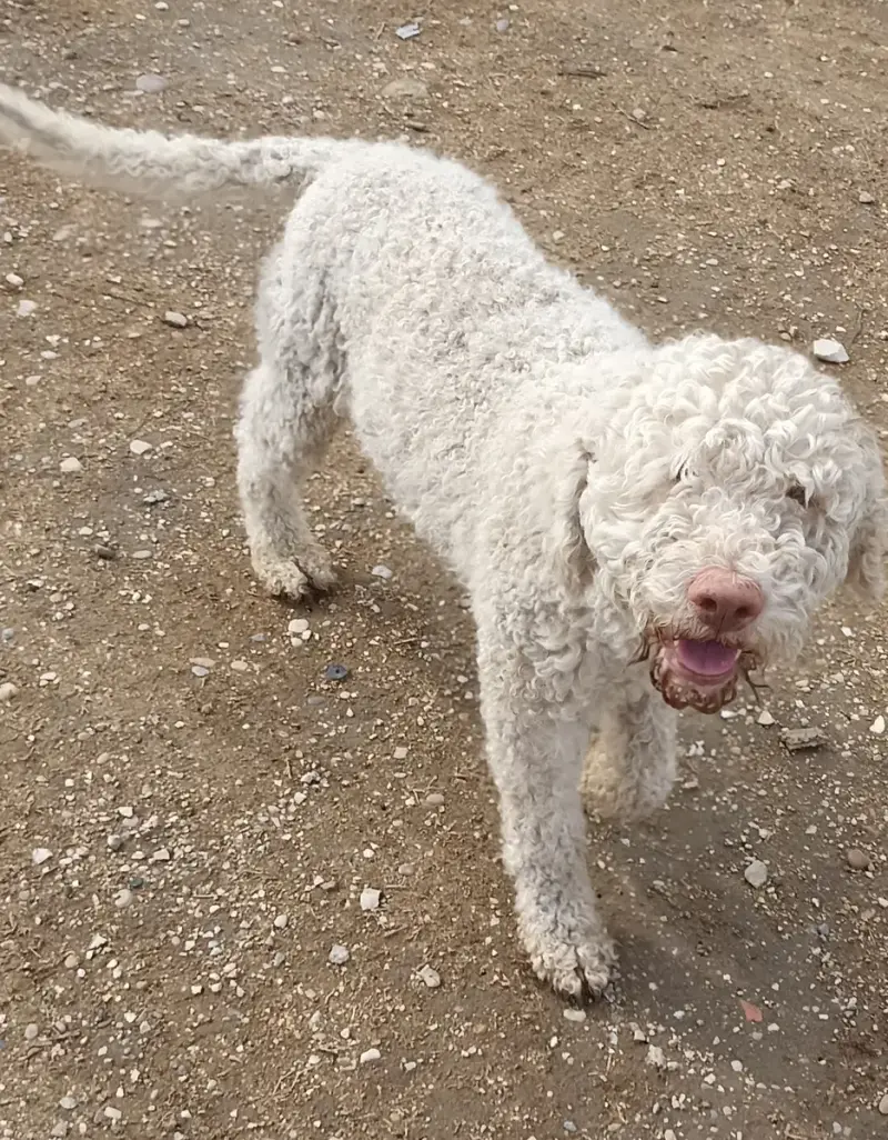 Oscar