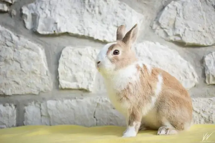 Klaus