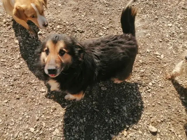 Simba