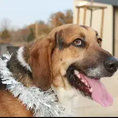 Taiko