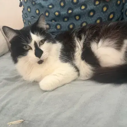 Reglisse