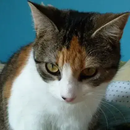 Vaena