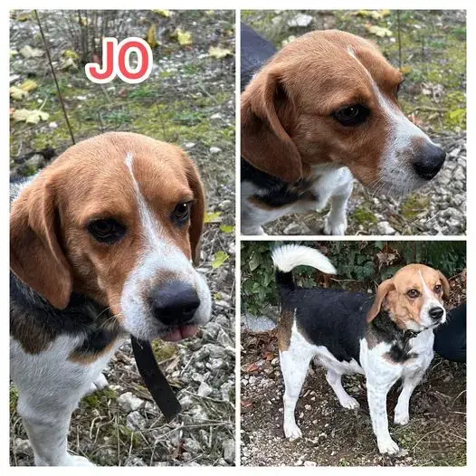 Jo