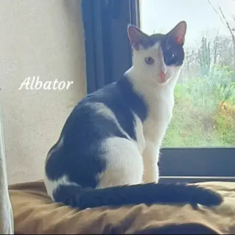 Albator